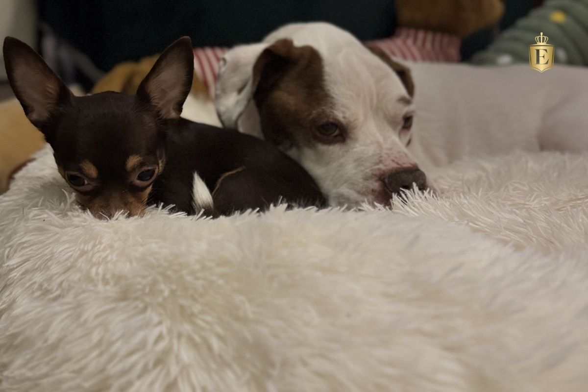 amstaff-i-inne-zwierze